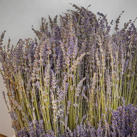 דירה Elegant 2 Pieces Vue Mer, Felix Faure- Coeur De A1b271 קאן